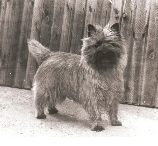 Ch thimswarra estelle