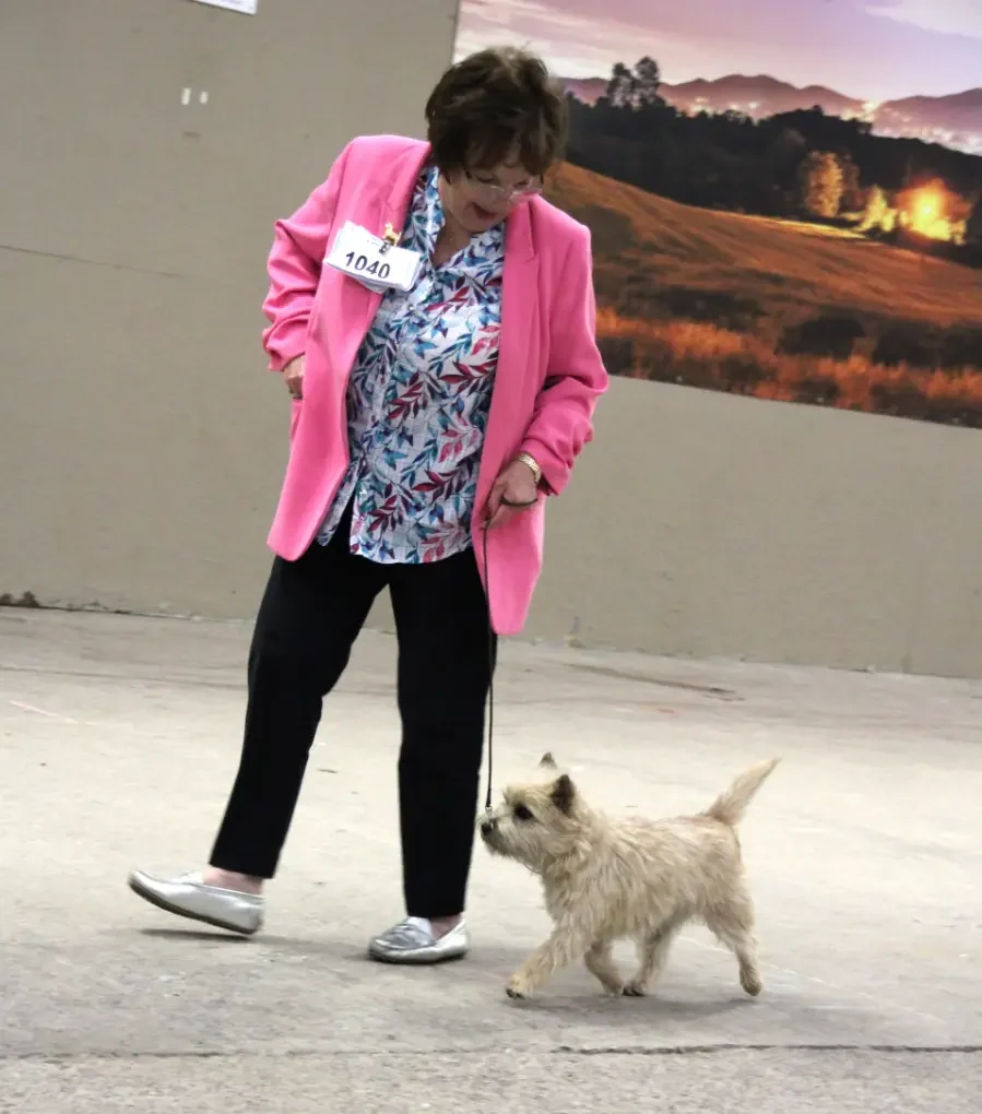 Whisper three counties 1st puppy bitch