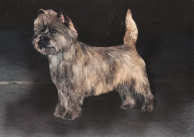 Am ch cairngold captain jack