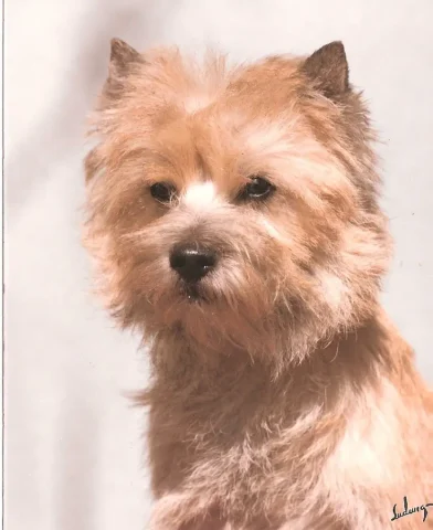 Am ch cairngold crackerjack