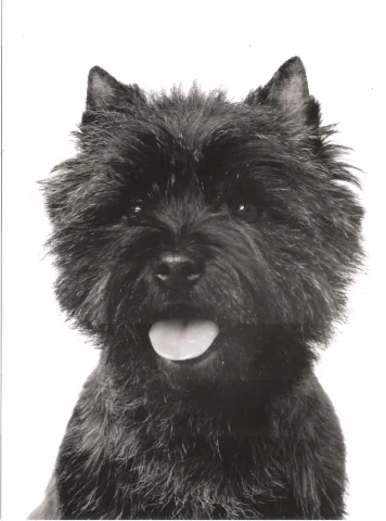 Am ch cairngold quicksilver