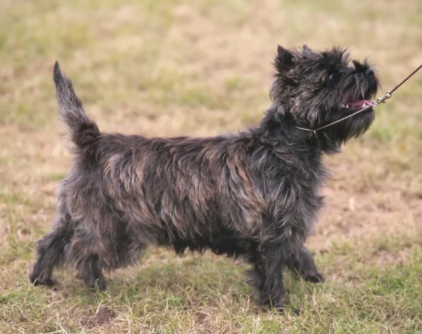 Birselaw cora at cairngold