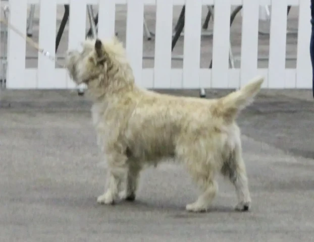 Cairngold chakira of lentrica