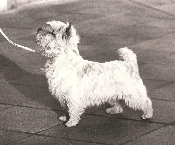 Ch cairngold catriana