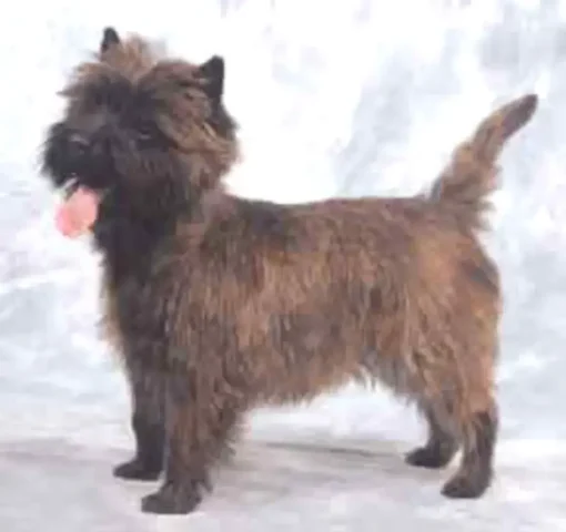 Ch cairngold charcoal