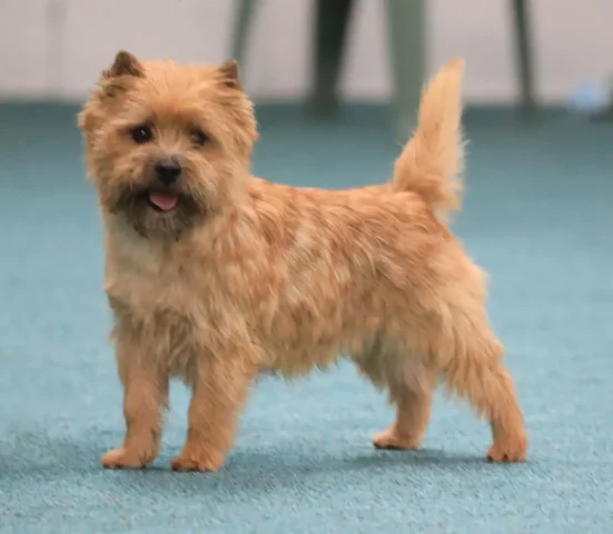 Ch Cairngold Chico JW