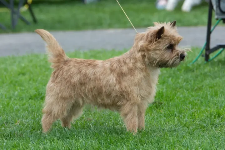 Ch cairngold chiquitita