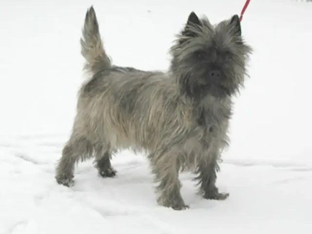 Ch cairngold constanze