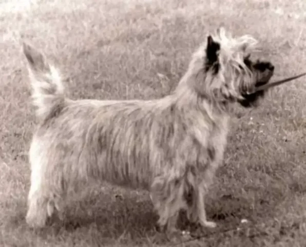 Ch spirecairn charmer of cairngold