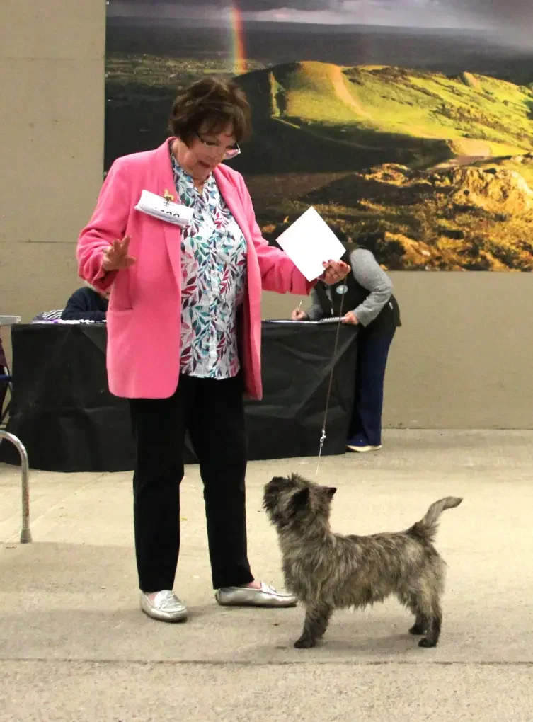 Cairngold Claim To Fame, Three counties 1st junior bitch